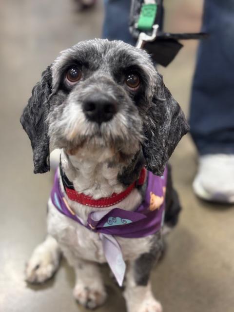 Enlarge Buddy, a ADOPTABLE Shih poo in Hurricane, UT image 2/3