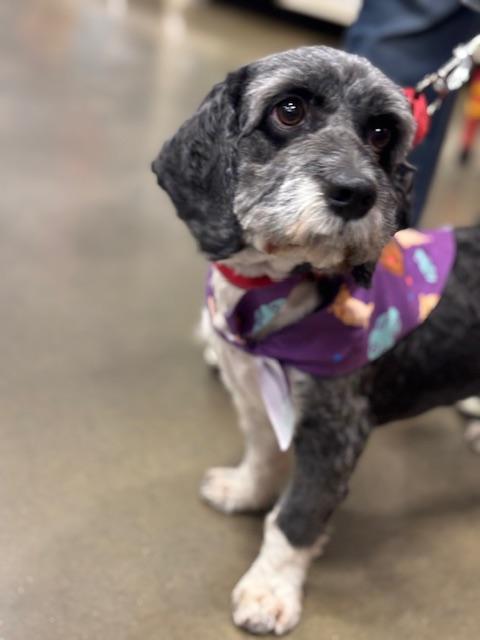 Enlarge Buddy, a ADOPTABLE Shih poo in Hurricane, UT image 1/3
