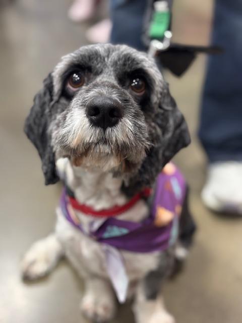 Enlarge Buddy, a ADOPTABLE Shih poo in Hurricane, UT image 3/3