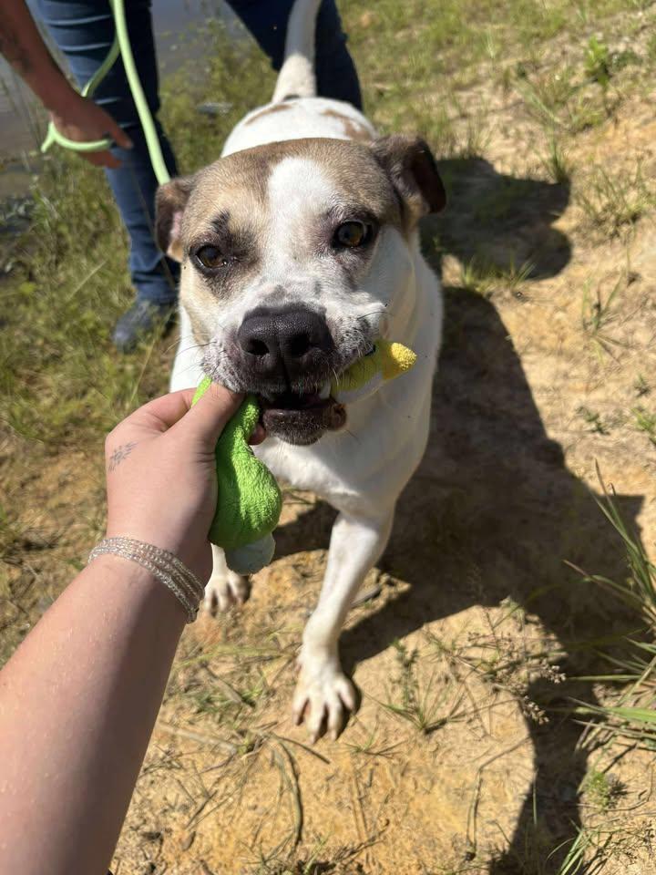 Lily, Adoptable, Adult Female Mixed Breed.