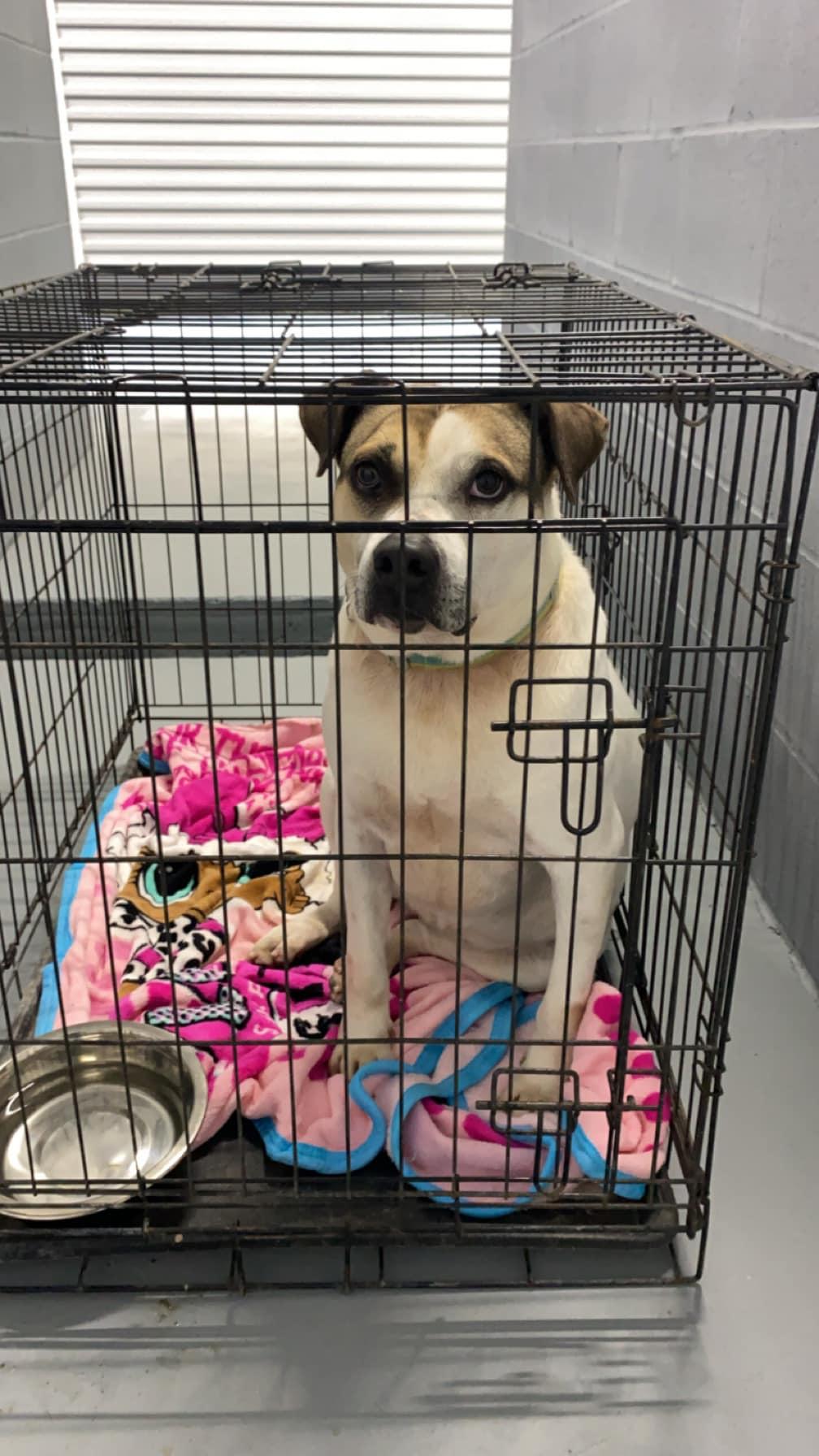 Enlarge Lily, a Adoptable Mixed Breed in Mullins, SC image 2/6