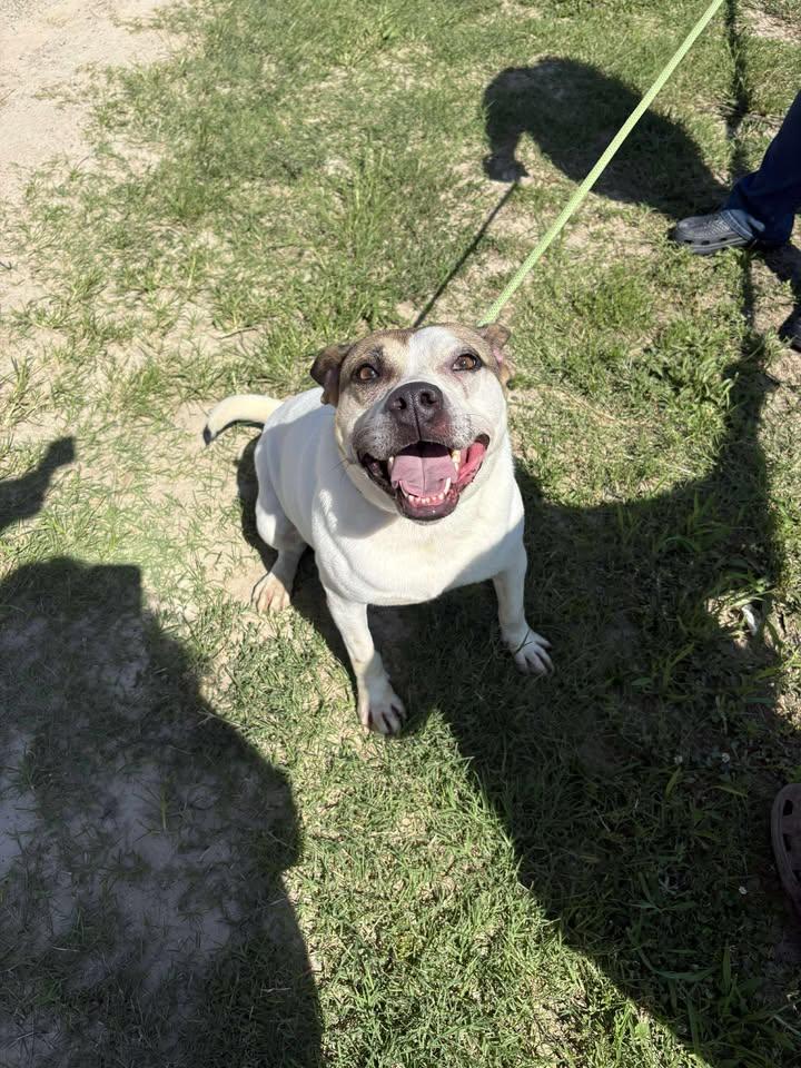 Lily — thumbnail 3