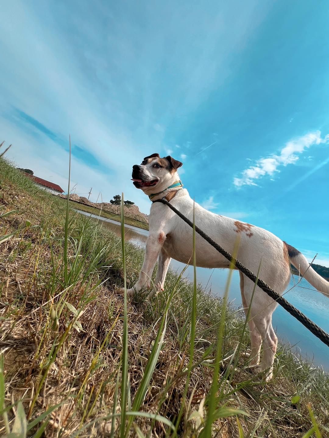 Enlarge Lily, a Adoptable Mixed Breed in Mullins, SC image 4/6