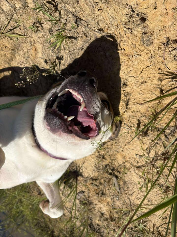 Lily — thumbnail 5