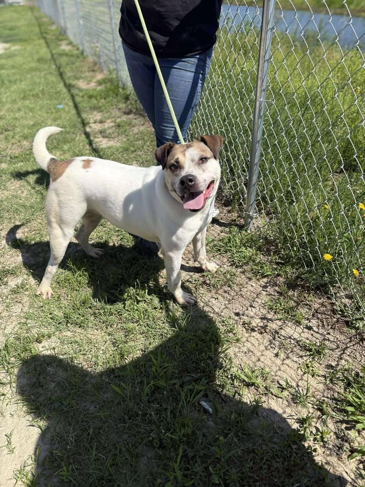Enlarge Lily, a Adoptable Mixed Breed in Mullins, SC image 6/6