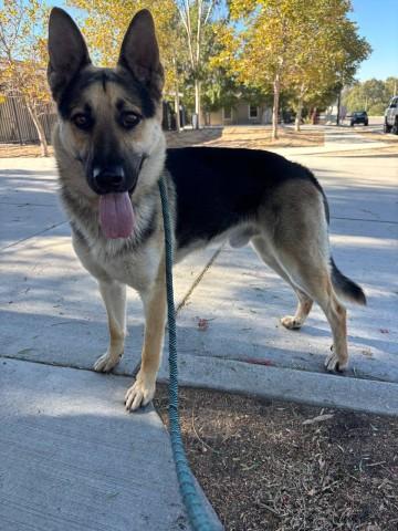 PATRIOT, Adoptable, Young Male German Shepherd Dog & Mixed Breed.