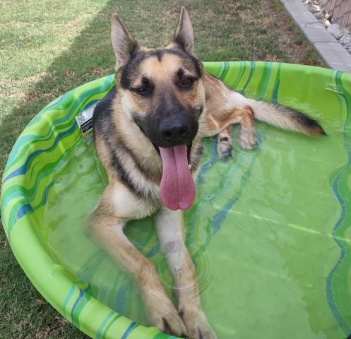 PATRIOT, Adoptable, Young Male German Shepherd Dog & Mixed Breed.