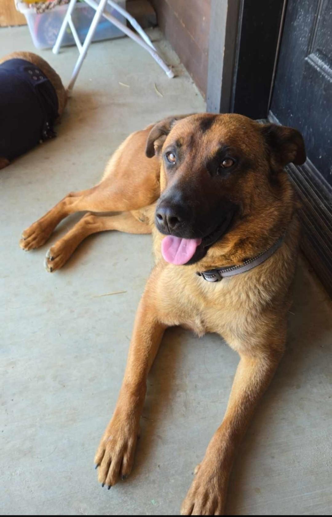 Hank, Adult Male unknown