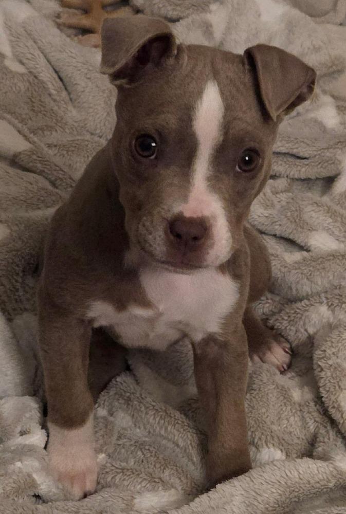 Enlarge Tess, a Adoptable mixed breed in WARNER ROBINS, GA image 1/6