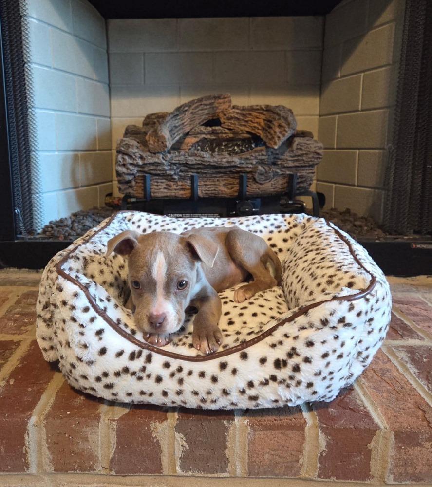 Tess, Adoptable, Puppy Female Pit Bull Terrier.