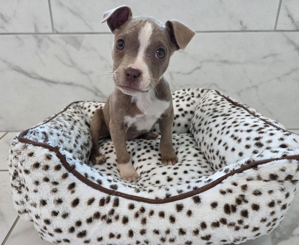 Enlarge Tess, a Adoptable mixed breed in WARNER ROBINS, GA image 2/6