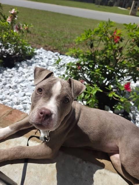 Enlarge Tess, a Adoptable mixed breed in WARNER ROBINS, GA image 3/6