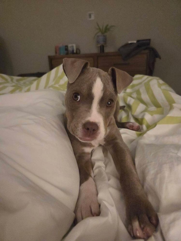 Enlarge Tess, a Adoptable mixed breed in WARNER ROBINS, GA image 4/6