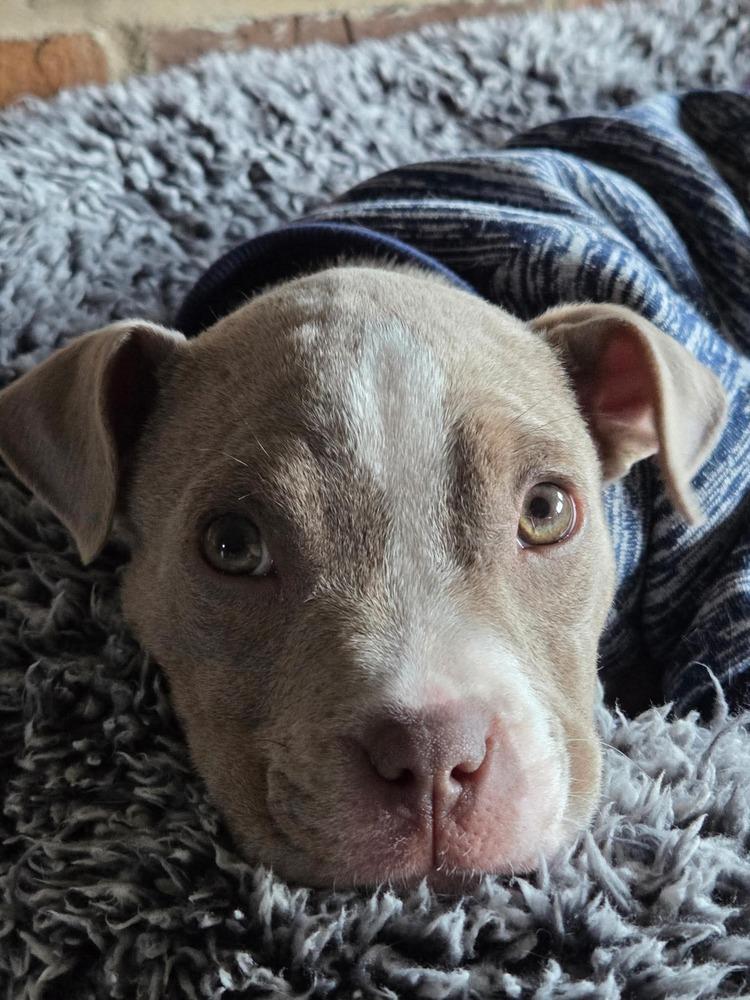 Enlarge Tess, a Adoptable mixed breed in WARNER ROBINS, GA image 5/6