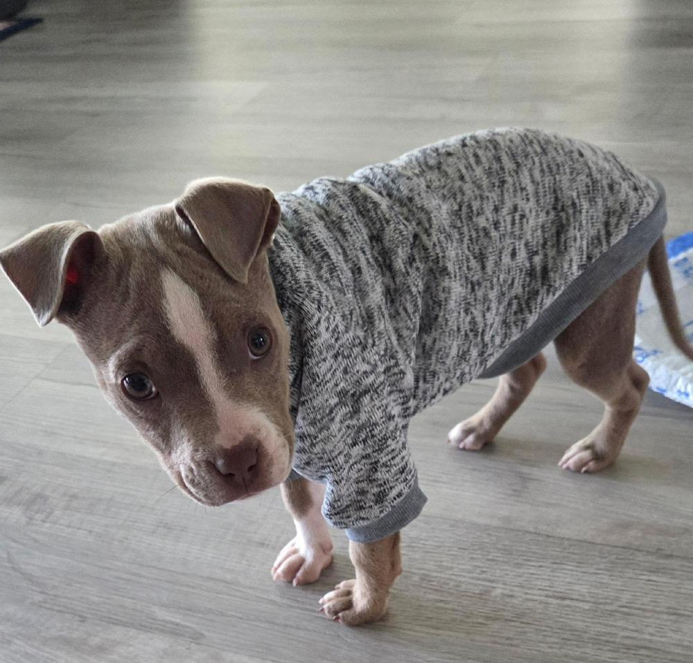 Enlarge Tess, a Adoptable mixed breed in WARNER ROBINS, GA image 6/6