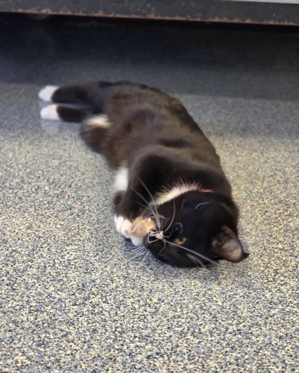 Enlarge Junie, a Adoptable mixed breed in Westland, MI image 1/3