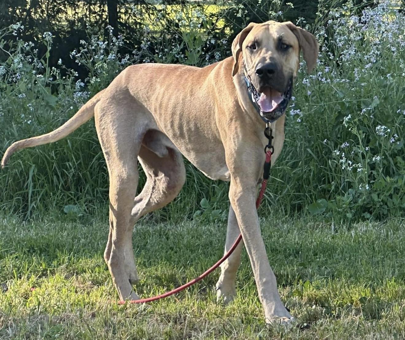 Luke, ADOPTABLE, Adult Male Great Dane.