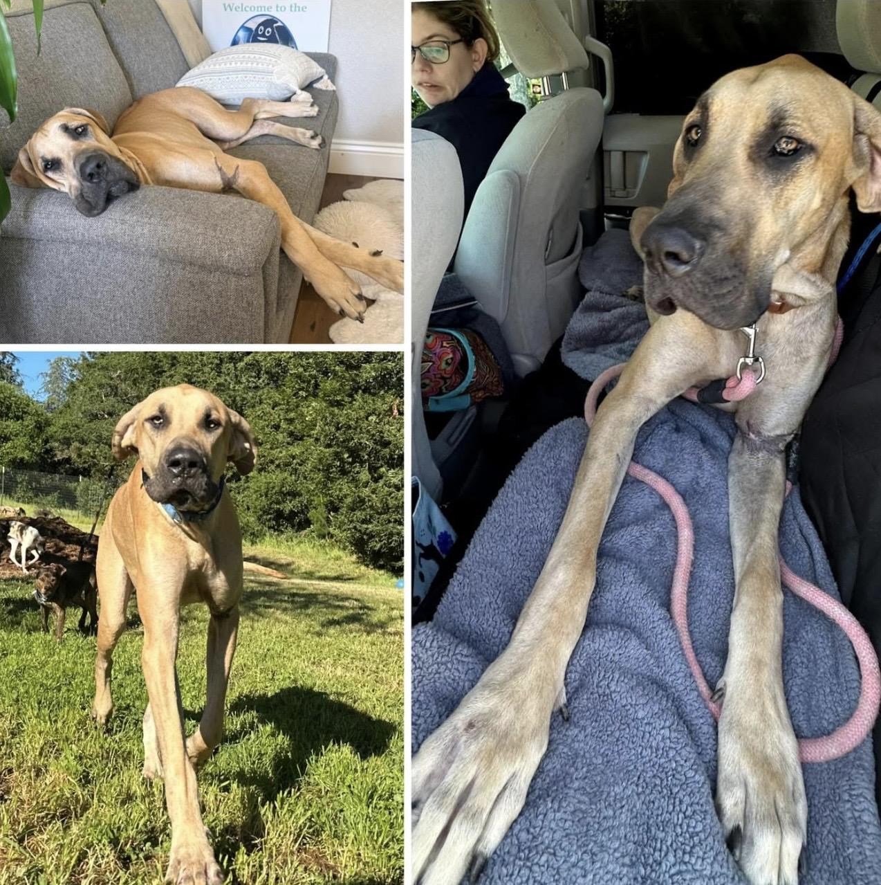 Enlarge Luke, a ADOPTABLE Great Dane in Santa Rosa, CA image 2/2