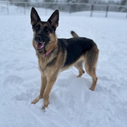 Arya, Adoptable, Adult Female German Shepherd Dog & Mixed Breed.