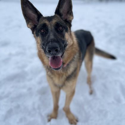 Enlarge Arya, a Adoptable mixed breed in East Montpelier, VT image 2/3