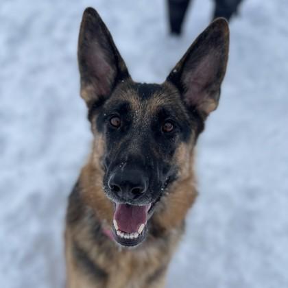 Enlarge Arya, a Adoptable mixed breed in East Montpelier, VT image 3/3