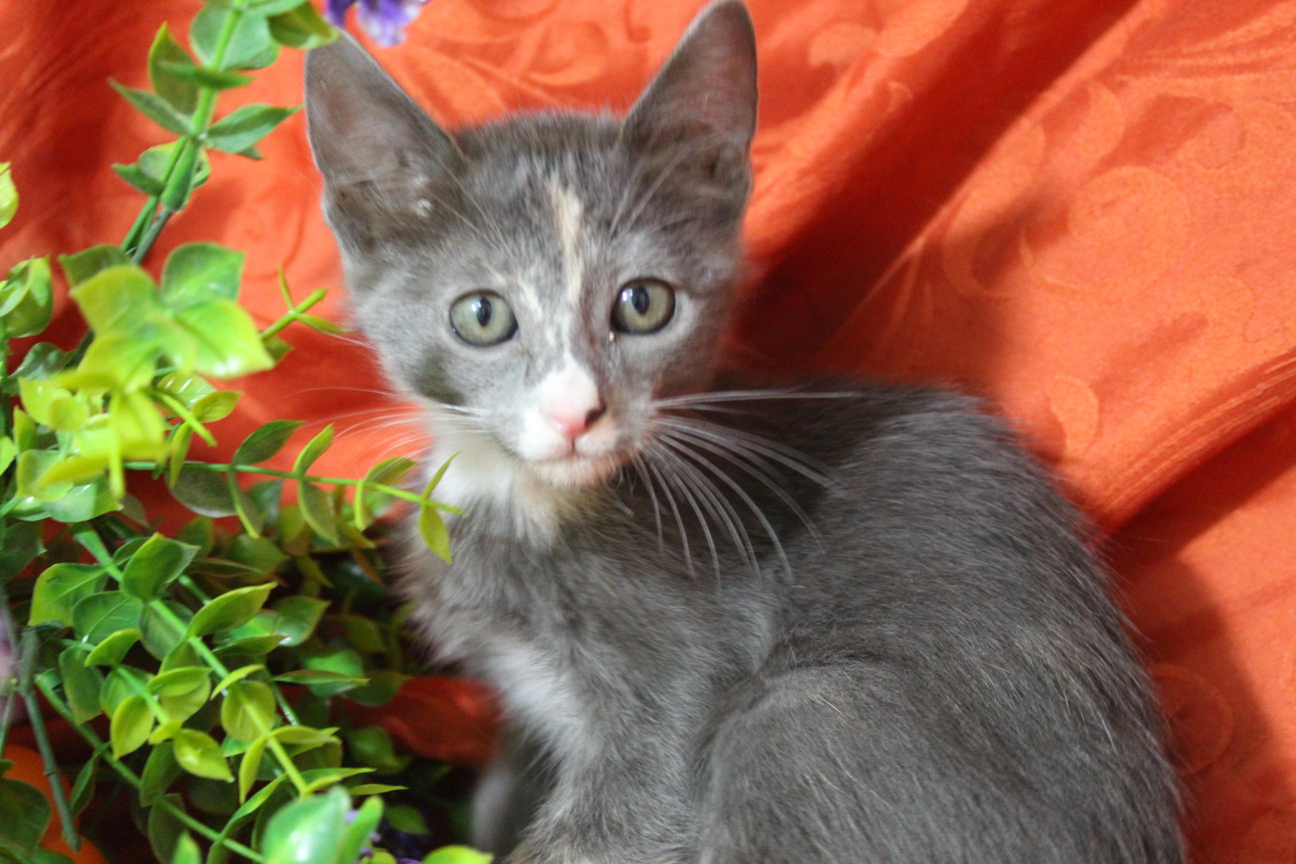 Enlarge Penne, an adoptable mixed breed in Yuma, AZ image 2/4