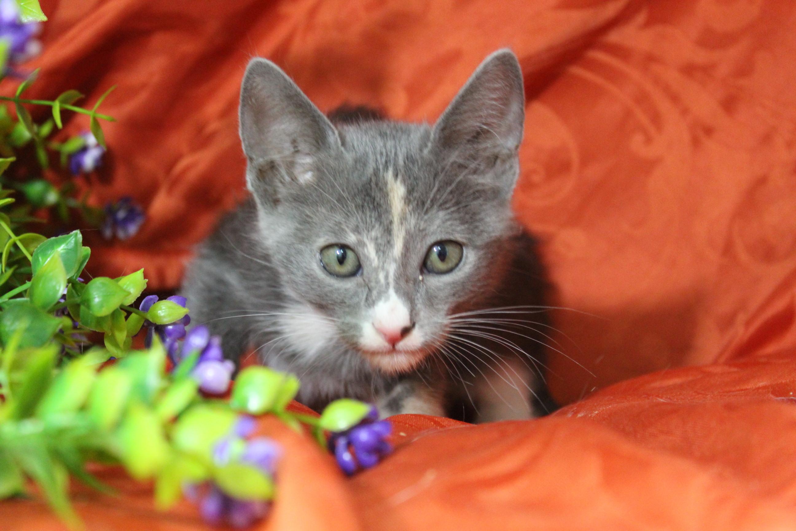 Enlarge Penne, an adoptable mixed breed in Yuma, AZ image 3/4