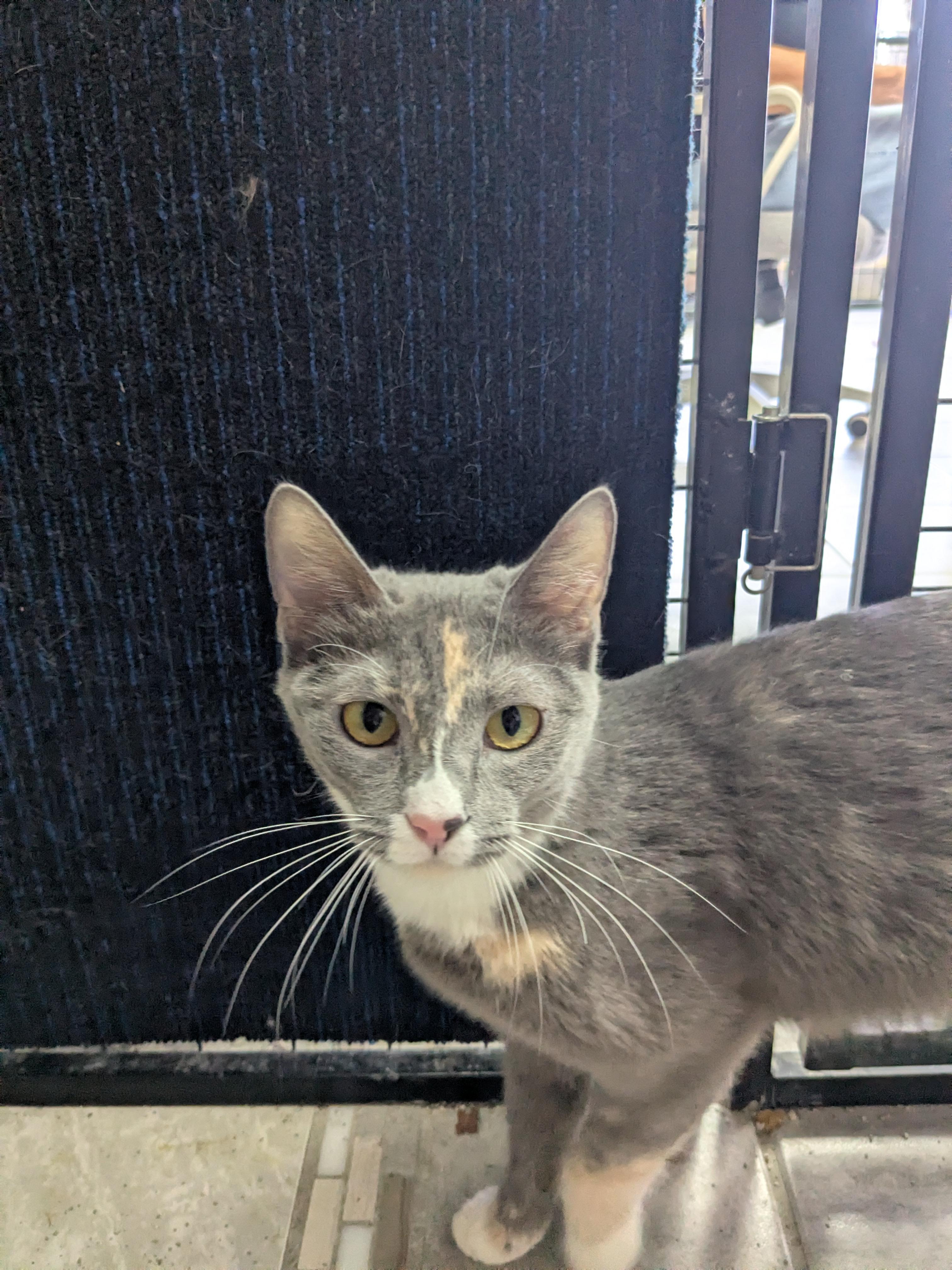 Penne, adoptable, Young Female Domestic Short Hair.