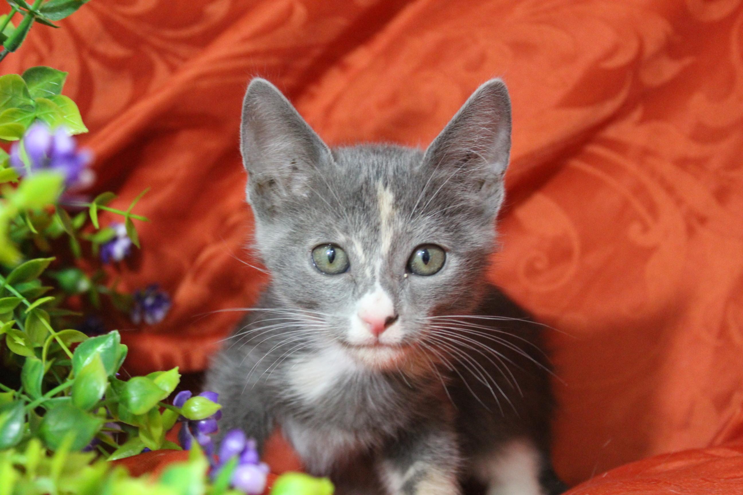 Enlarge Penne, an adoptable mixed breed in Yuma, AZ image 4/4