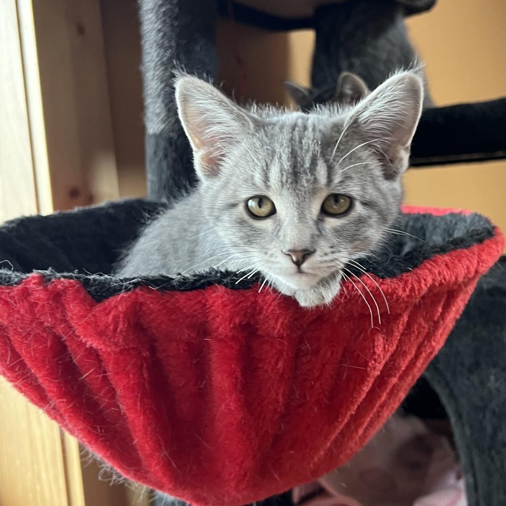 Flo, Adoptable, Kitten Female Domestic Short Hair.