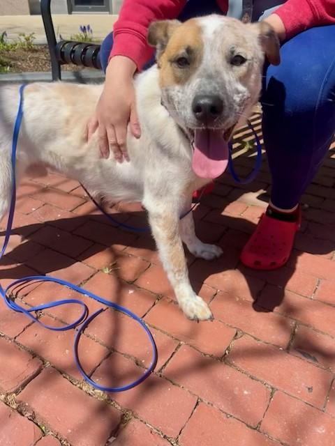 Enlarge Hickory - MA, a Adoptable mixed breed in Falmouth, MA image 1/6