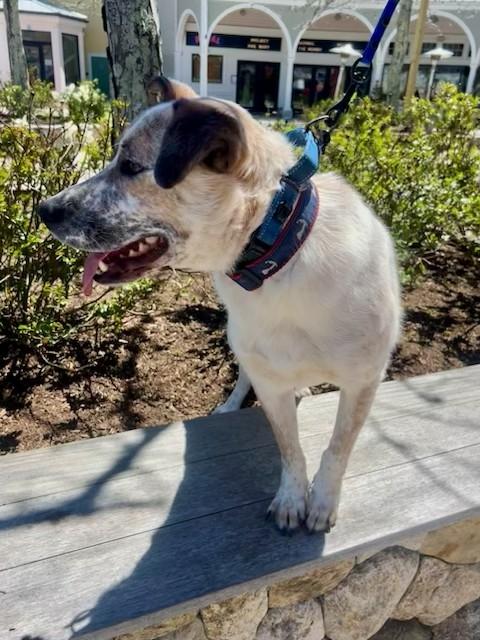 Enlarge Hickory - MA, a Adoptable mixed breed in Falmouth, MA image 4/6