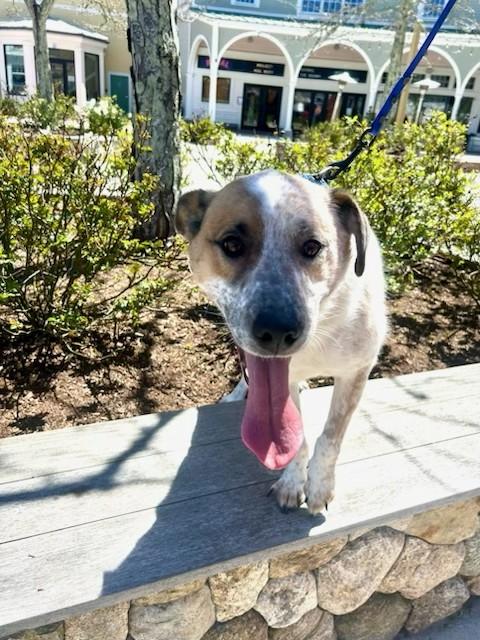 Enlarge Hickory - MA, a Adoptable mixed breed in Falmouth, MA image 5/6