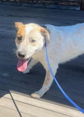 Enlarge Hickory - MA, a Adoptable mixed breed in Falmouth, MA image 6/6