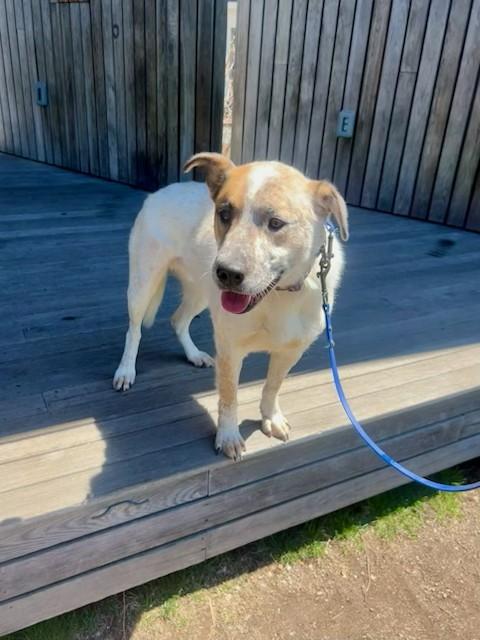 Enlarge Hickory - MA, a Adoptable mixed breed in Falmouth, MA image 2/6