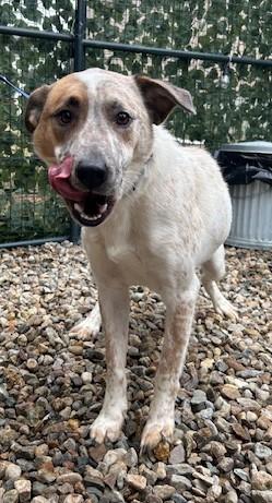 Copen - MA, Adoptable, Young Male Australian Cattle Dog / Blue Heeler.