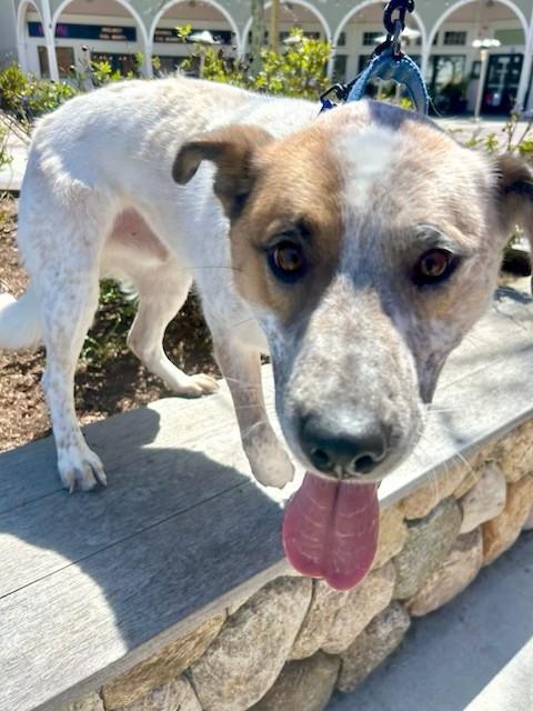 Enlarge Hickory - MA, a Adoptable mixed breed in Falmouth, MA image 3/6