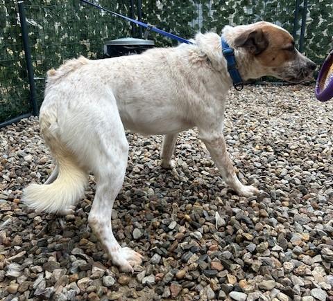 Enlarge Copen - MA, a Adoptable mixed breed in Falmouth, MA image 2/2