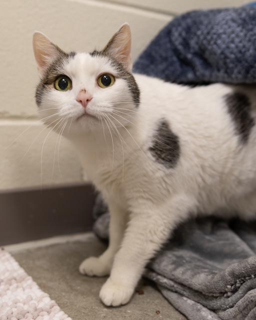 LOUNI, Adoptable, Senior Male Domestic Short Hair.