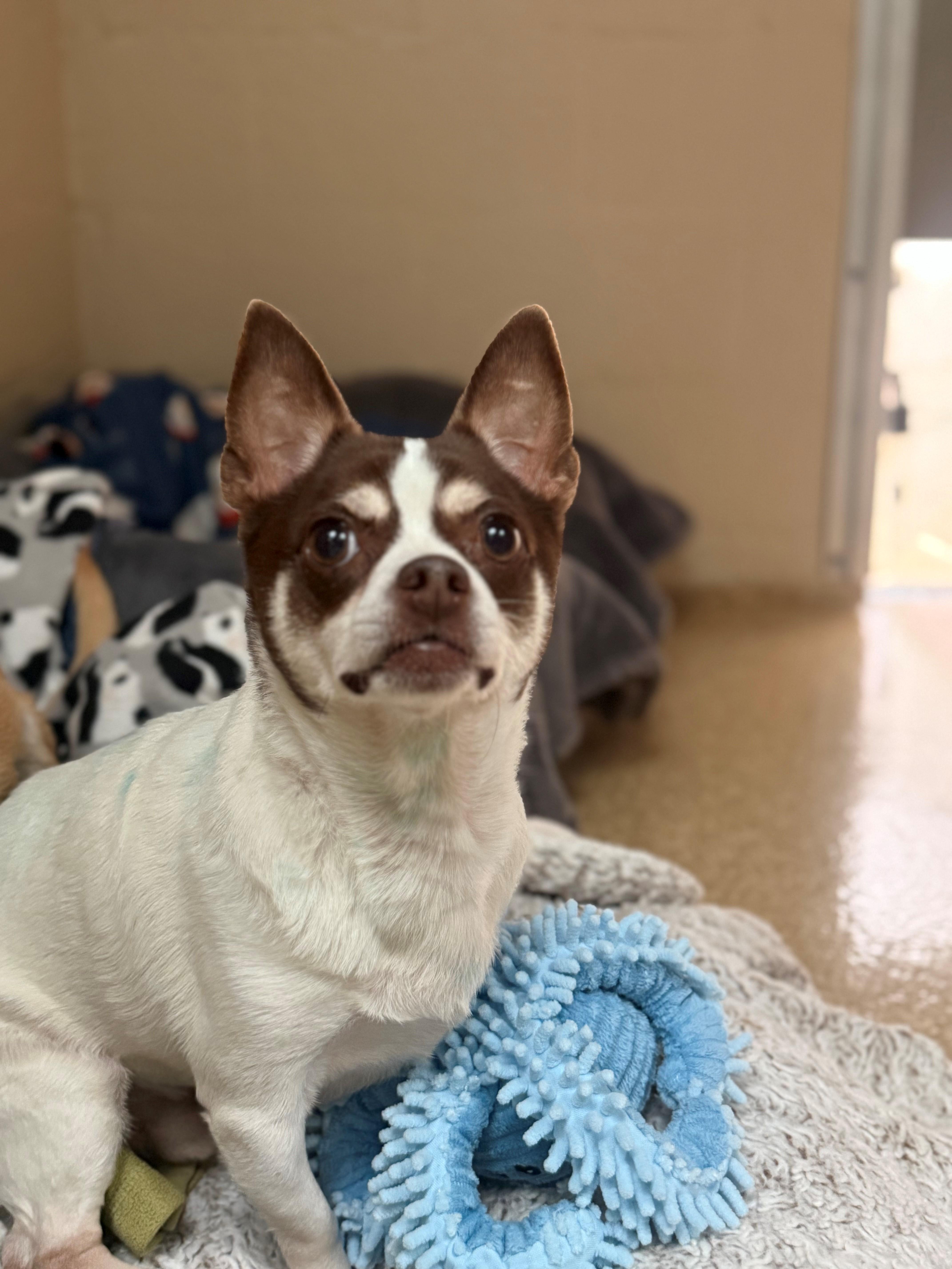 Enlarge Canti, a ADOPTABLE Chihuahua in Laguna Beach, CA image 2/2