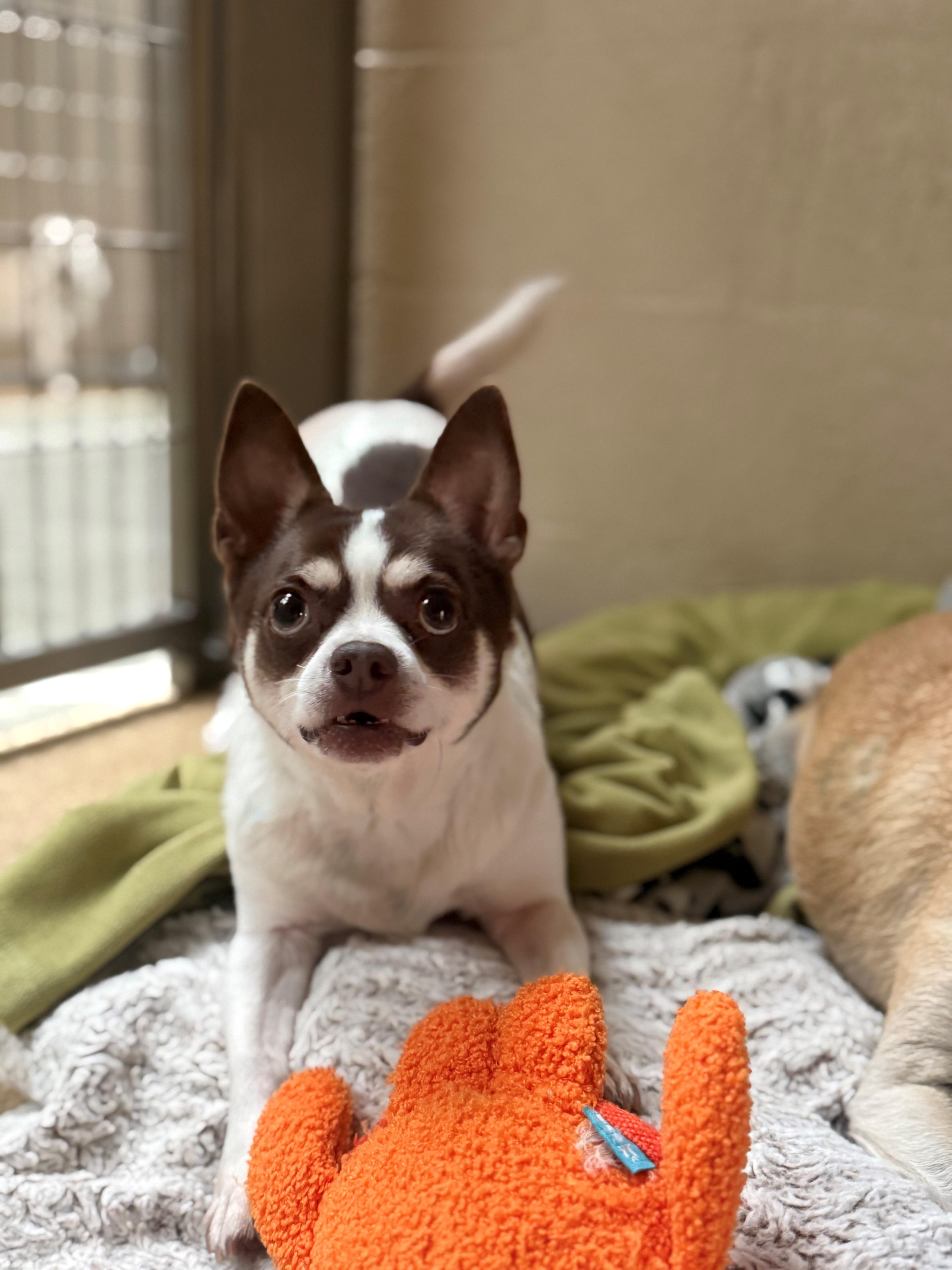 Enlarge Canti, a ADOPTABLE Chihuahua in Laguna Beach, CA image 1/2