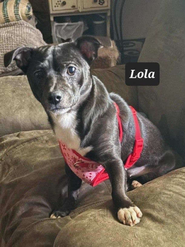 Enlarge Lola, a Adoptable Chihuahua in Buffalo, MO image 1/1