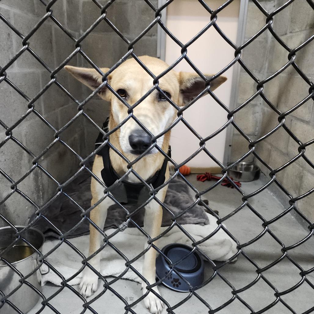 Rouge, Adoptable, Adult Female Mixed Breed.