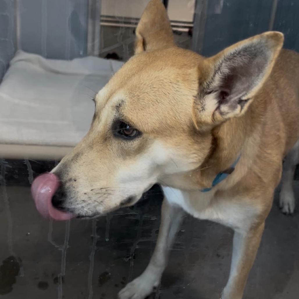 Enlarge Rouge, a Adoptable Mixed Breed in Clearwater, FL image 2/3