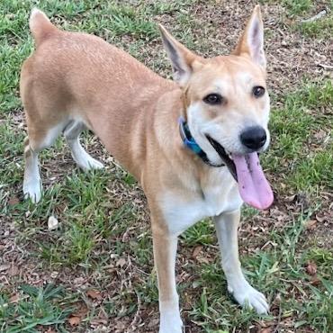 Enlarge Rouge, a Adoptable Mixed Breed in Clearwater, FL image 3/6