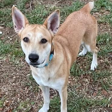 Enlarge Rouge, a Adoptable Mixed Breed in Clearwater, FL image 4/6