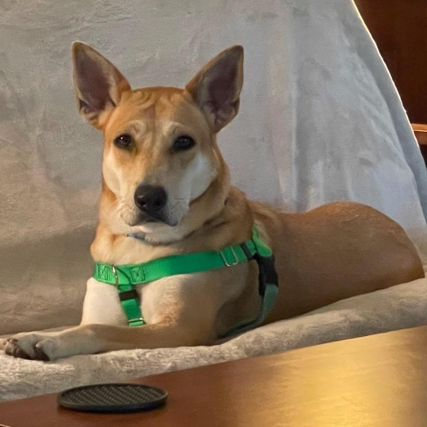 Enlarge Rouge, a Adoptable Mixed Breed in Clearwater, FL image 5/6