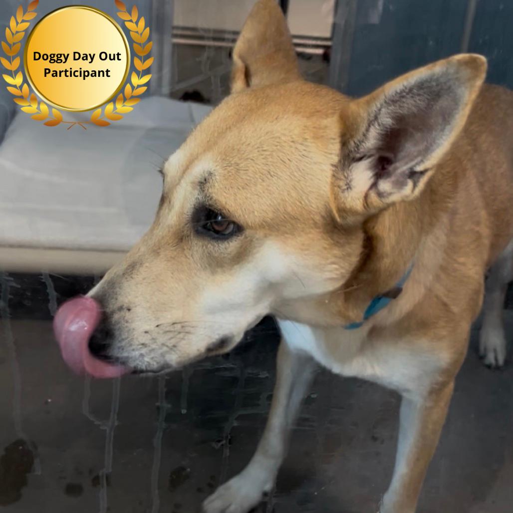 Enlarge Rouge, a Adoptable Mixed Breed in Clearwater, FL image 3/3