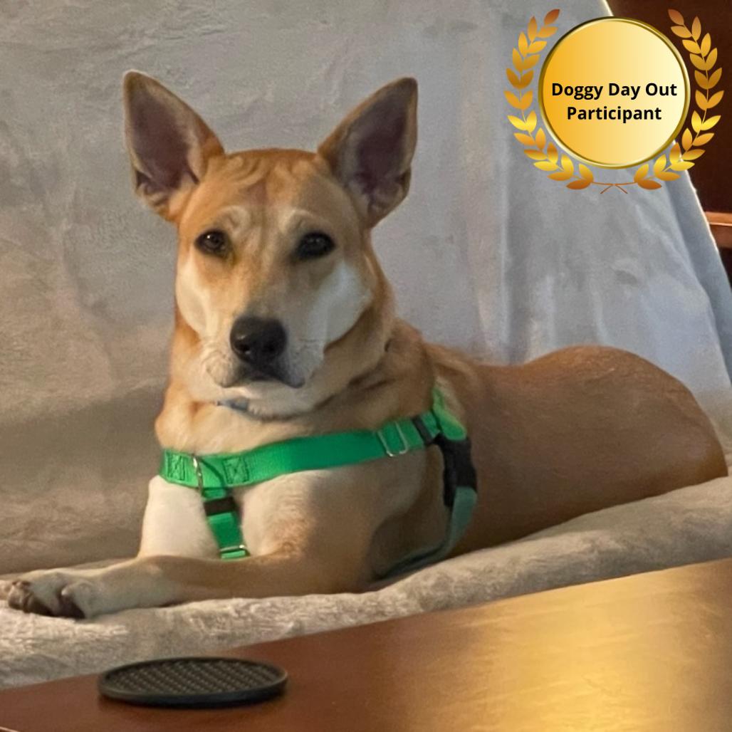 Enlarge Rouge, a Adoptable Mixed Breed in Clearwater, FL image 6/6