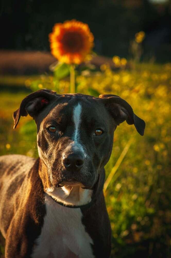 Kramer, Adoptable, Adult Male American Bully.